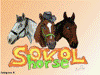 sokol-horse.ucoz.ru